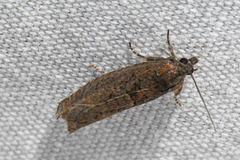 Pseudexentera mali