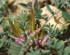 Astragalus oxyglottis
