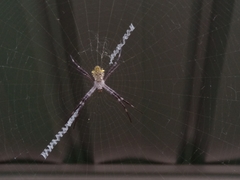 Argiope appensa