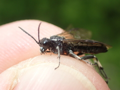 Macrophya alboannulata