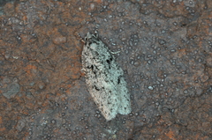 Semioscopis megamicrella
