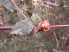 Rhoicissus rhomboidea