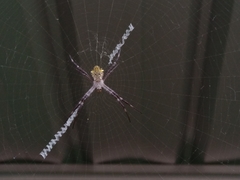 Argiope appensa