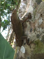Anolis cristatellus wileyae
