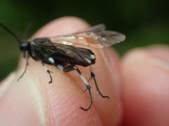 Macrophya alboannulata