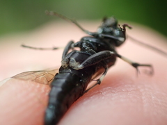 Macrophya alboannulata