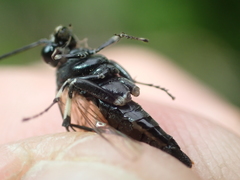 Macrophya alboannulata