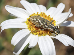 Cyphocleonus armitagei