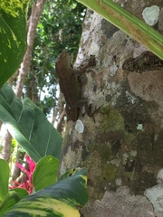 Anolis cristatellus wileyae