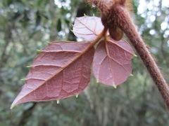 Rhoicissus rhomboidea