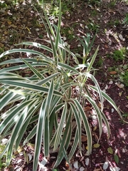 Melicytus lanceolatus
