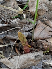 Lysimachia vulgaris