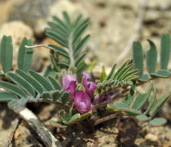 Astragalus oxyglottis