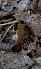 Lysimachia vulgaris