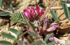 Astragalus oxyglottis