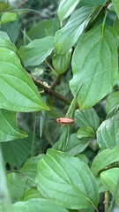 Denticollis linearis