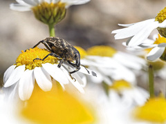 Cyphocleonus armitagei