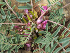 Astragalus oxyglottis