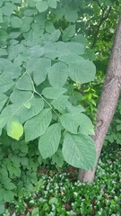 Cladrastis kentukea