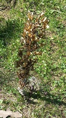 Gentiana lutea