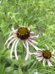 Echinacea simulata