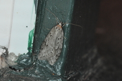 Semioscopis megamicrella