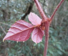 Rhoicissus rhomboidea