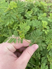 Desmanthus leptolobus