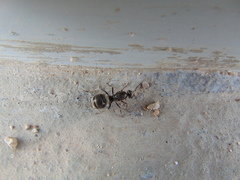 Liometopum apiculatum