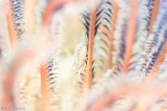 Hippolyte catagrapha