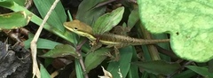 Anolis pulchellus