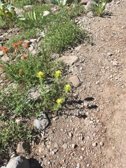 Castilleja applegatei breweri