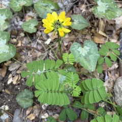 Securigera securidaca