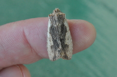 Lithophane petulca