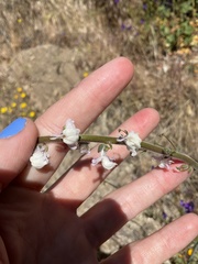 Sairocarpus coulterianus