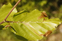 Orchestes fagi