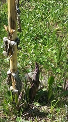 Gentiana lutea