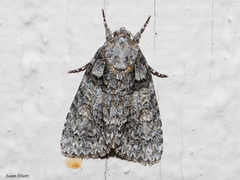 Acronicta increta
