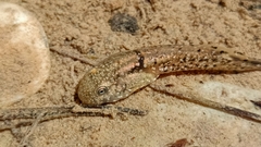 Alytes dickhilleni
