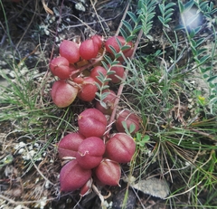 Astragalus suprapilosus