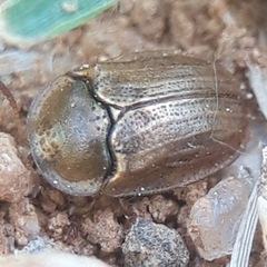 Hypocassida meridionalis