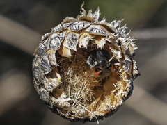 Pseudoanthidium canariense