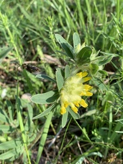 Anthyllis vulneraria polyphylla