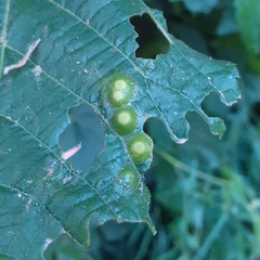 Didymomyia tiliacea