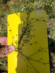 Juncus diffusissimus