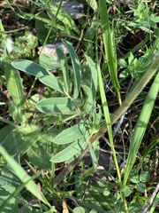 Anthyllis vulneraria polyphylla