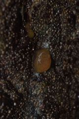 Distaplia occidentalis