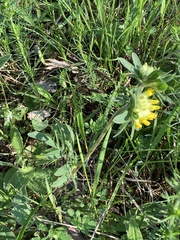 Anthyllis vulneraria polyphylla