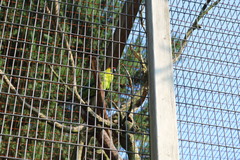 Eunymphicus cornutus