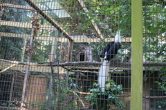 Berenicornis comatus